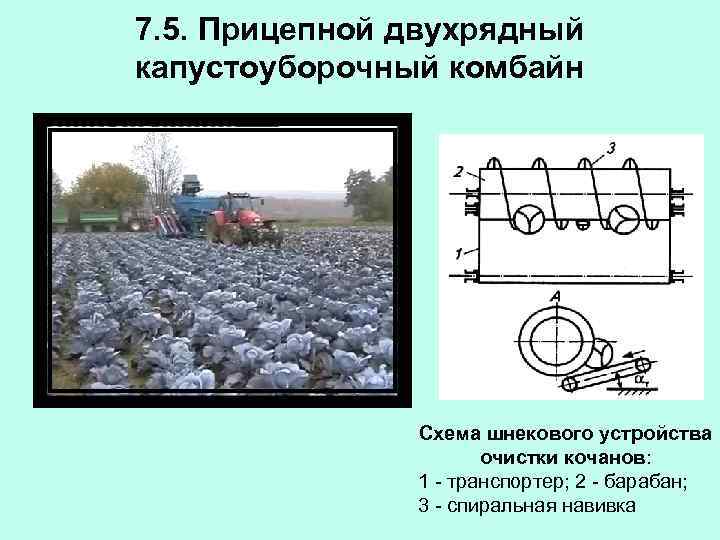 7. 5. Прицепной двухрядный капустоуборочный комбайн Схема шнекового устройства очистки кочанов: 1 - транспортер;