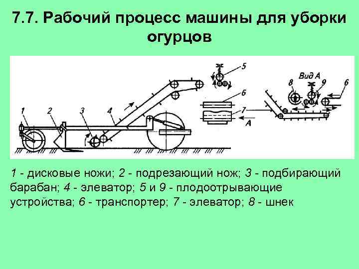 7. 7. Рабочий процесс машины для уборки огурцов 1 - дисковые ножи; 2 -