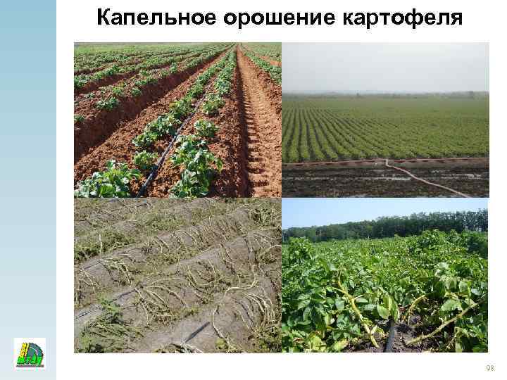 Капельное орошение картофеля 98 