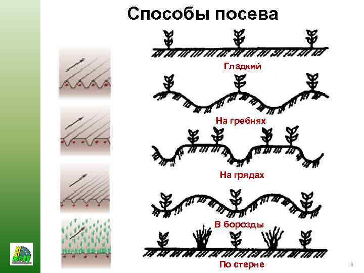 Способы посева Гладкий На гребнях На грядах В борозды По стерне 8 