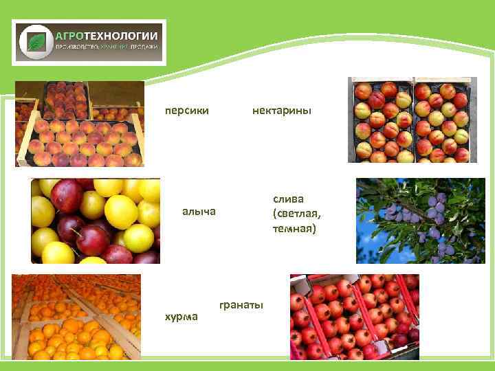 персики нектарины слива (светлая, темная) алыча хурма гранаты 