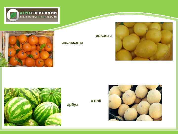 лимоны апельсины арбуз дыня 