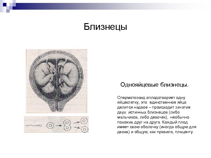 Близнецы Однояйцевые близнецы. Сперматозоид оплодотворяет одну яйцеклетку, это единственное яйцо делится надвое – происходит