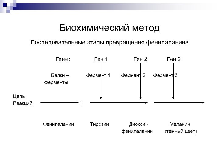 Биохимический метод Последовательные этапы превращения фенилаланина Гены: Ген 1 Белки – ферменты Цепь Реакций