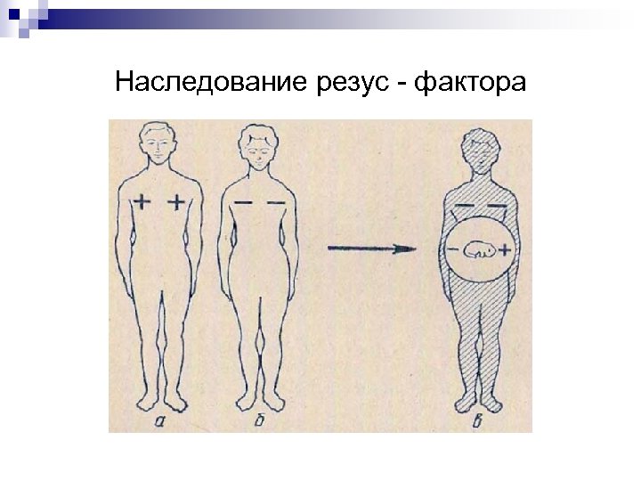 Наследование резус - фактора 