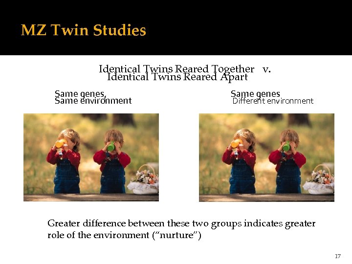 MZ Twin Studies Identical Twins Reared Together v. Identical Twins Reared Apart Same genes,
