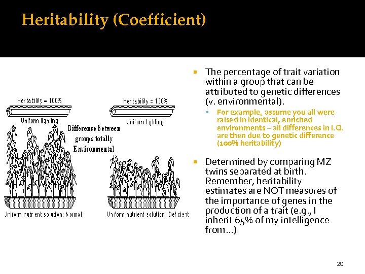 Heritability (Coefficient) The percentage of trait variation within a group that can be attributed