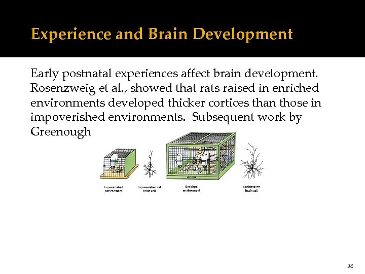 Experience and Brain Development Early postnatal experiences affect brain development. Rosenzweig et al. ,