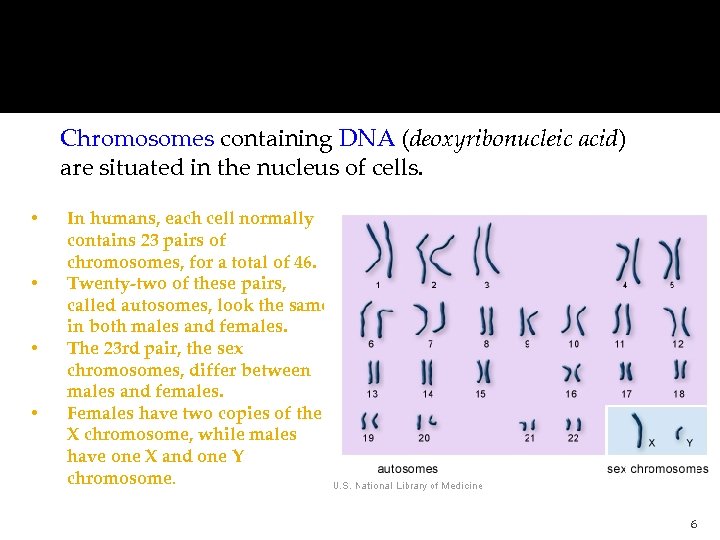 Chromosomes containing DNA (deoxyribonucleic acid) are situated in the nucleus of cells. • •