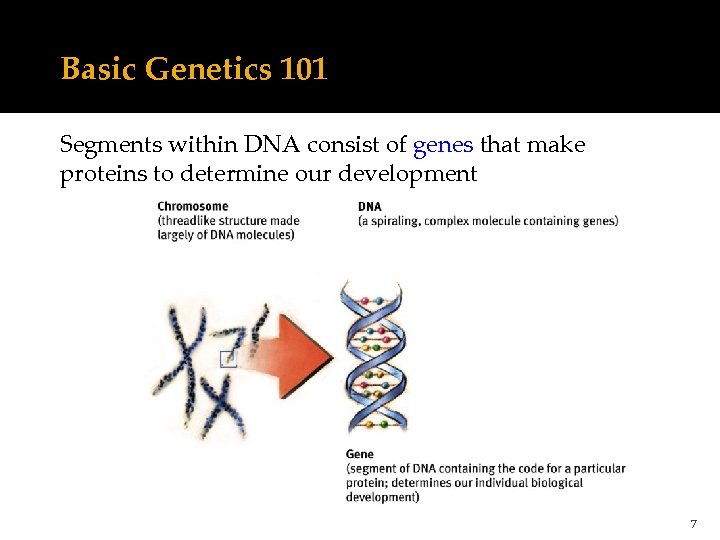 Basic Genetics 101 Segments within DNA consist of genes that make proteins to determine