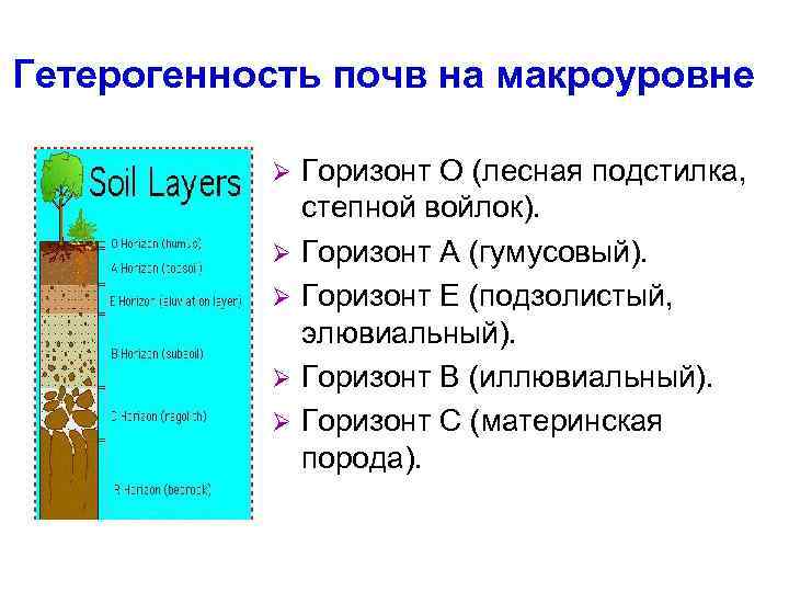 Гетерогенность почв на макроуровне Ø Ø Ø Горизонт О (лесная подстилка, степной войлок). Горизонт