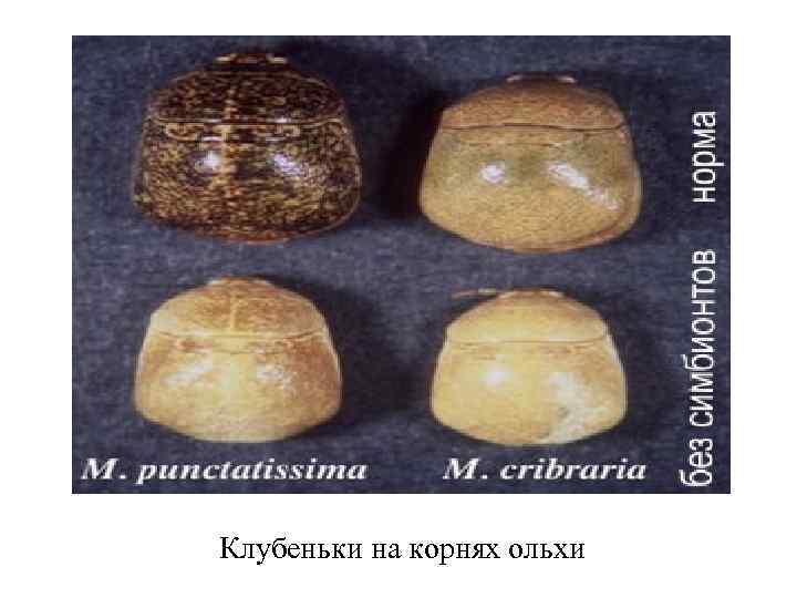 Клубеньки на корнях ольхи 