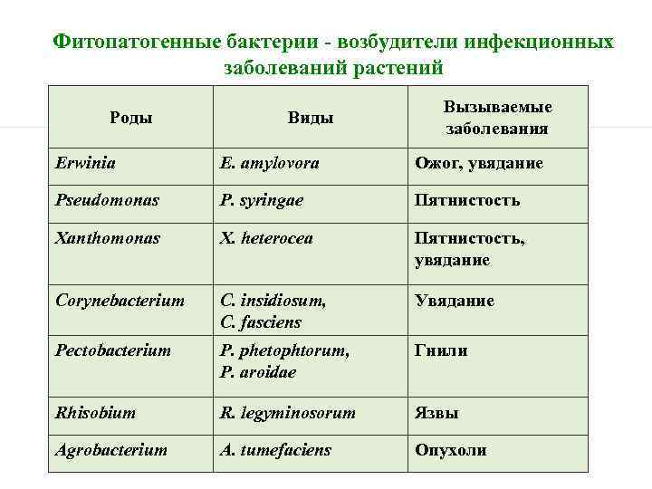 Взаимодействие бактерий и человека