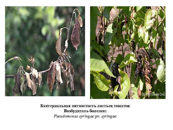 Бактериальная пятнистость листьев томатов Возбудитель болезни: Pseudomonas syringae pv. syringae 