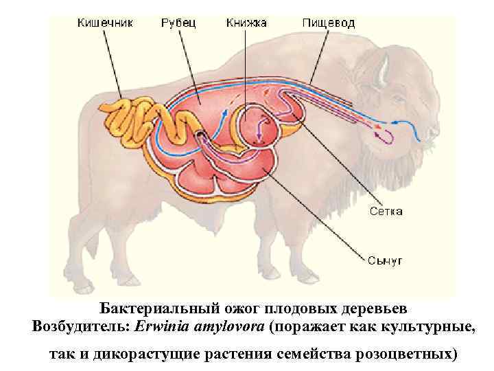 Бактериальный ожог плодовых деревьев Возбудитель: Erwinia amylovora (поражает как культурные, так и дикорастущие растения