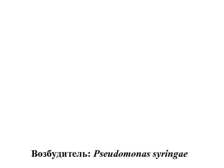 Возбудитель: Pseudomonas syringae 