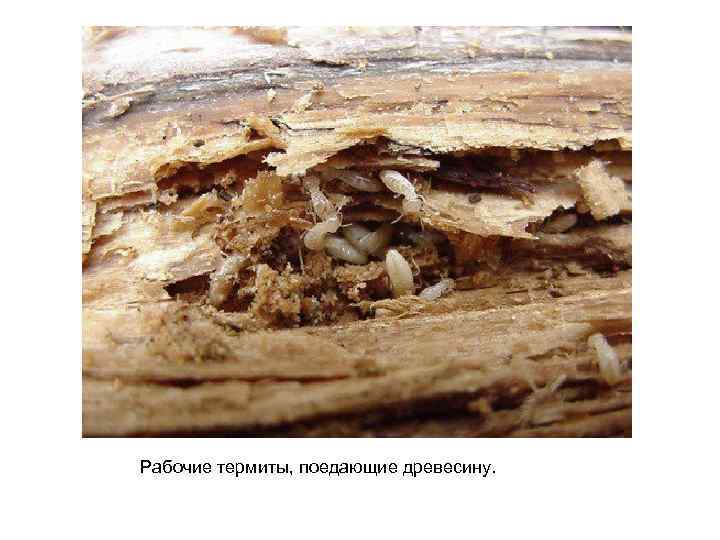 Рабочие термиты, поедающие древесину. 