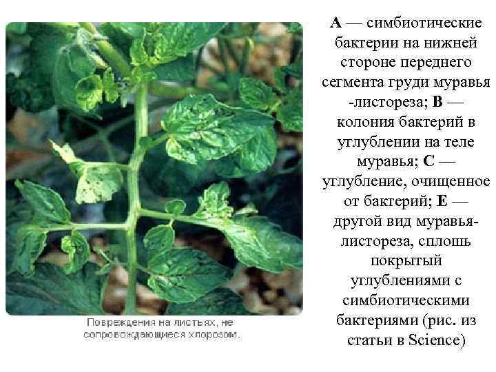 A — симбиотические бактерии на нижней стороне переднего сегмента груди муравья -листореза; B —