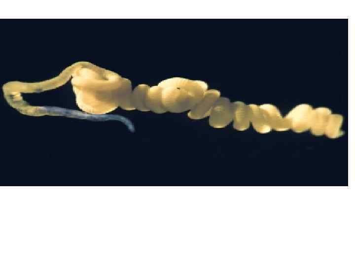  Компоненты симбиотического сверхорганизма: тля (слева ) и бактерии Buchnera , живущие в специализированных