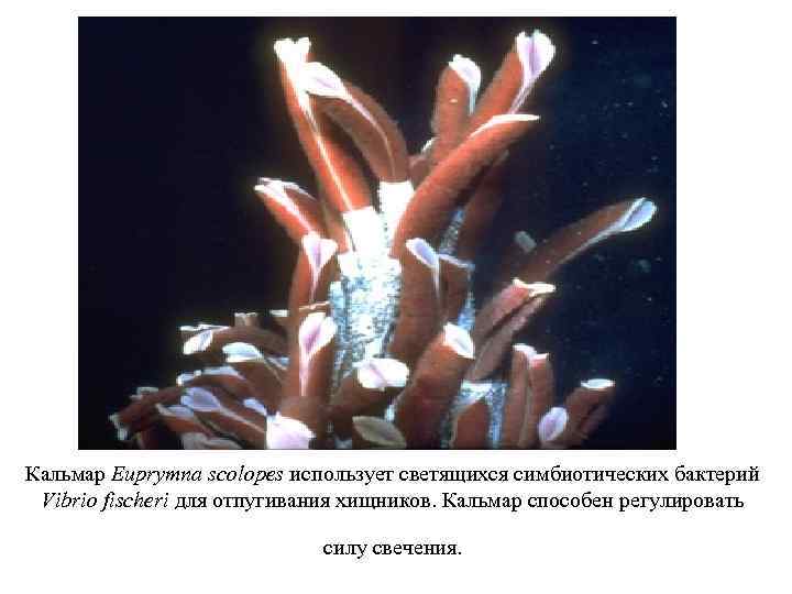 Кальмар Euprymna scolopes использует светящихся симбиотических бактерий Vibrio fischeri для отпугивания хищников. Кальмар способен