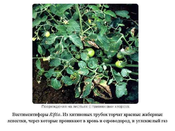 Вестиментиферы Riftia. Из хитиновых трубок торчат красные жаберные лепестки, через которые проникают в кровь