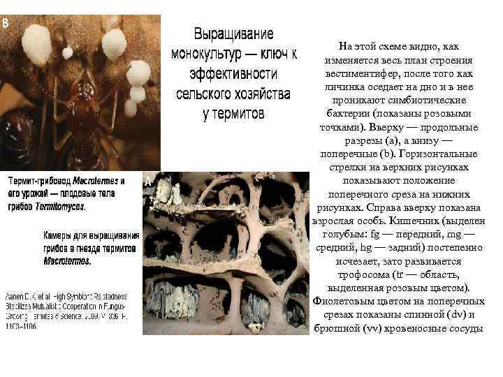 На этой схеме видно, как изменяется весь план строения вестиментифер, после того как личинка