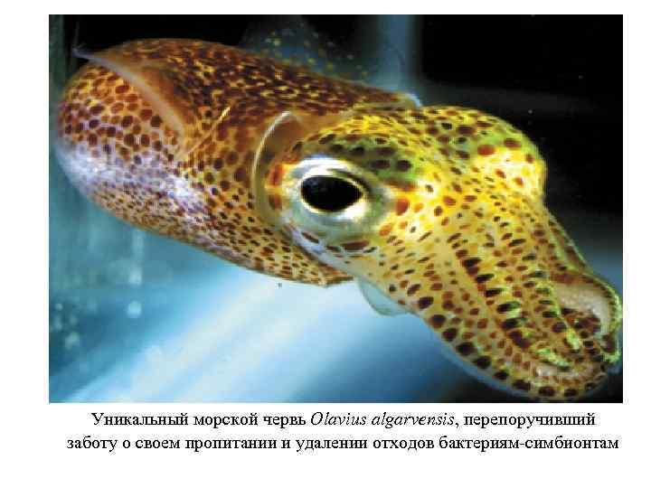 Уникальный морской червь Olavius algarvensis, перепоручивший заботу о своем пропитании и удалении отходов бактериям-симбионтам