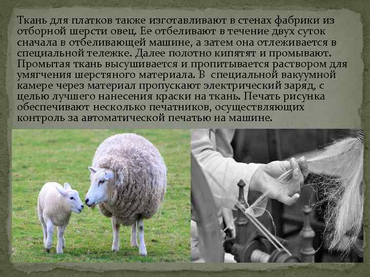 Ткань для платков также изготавливают в стенах фабрики из отборной шерсти овец. Ее отбеливают