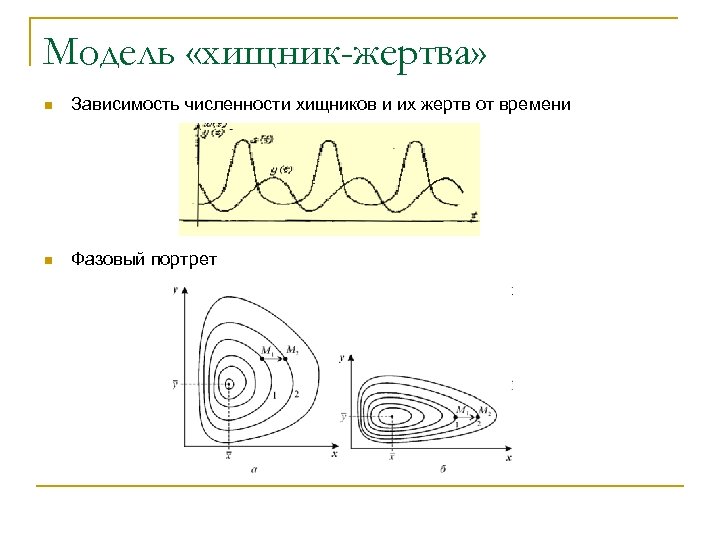 Модель «хищник-жертва» n Зависимость численности хищников и их жертв от времени n Фазовый портрет