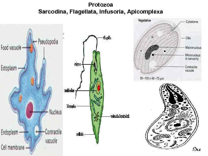 Protozoa Sarcodina, Flagellata, Infusoria, Apicomplexa 