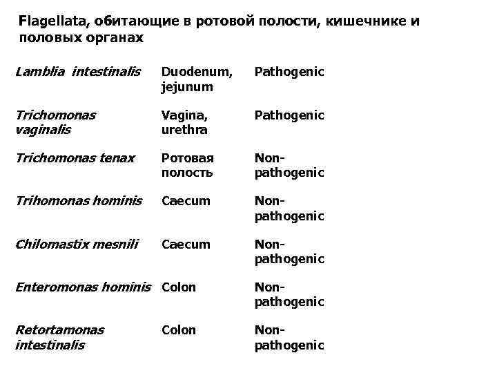 Flagellatа, обитающие в ротовой полости, кишечнике и половых органах Lamblia intestinalis Duodenum, jejunum Pathogenic