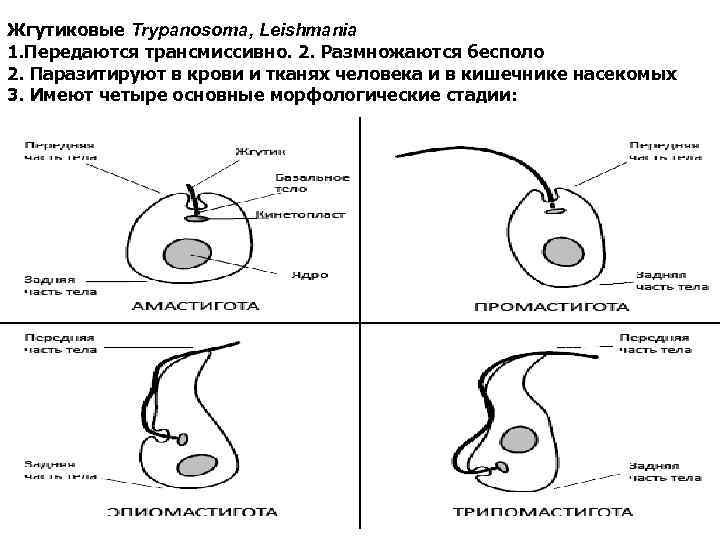 Жгутиковые Trypanosoma, Leishmania 1. Передаются трансмиссивно. 2. Размножаются бесполо 2. Паразитируют в крови и