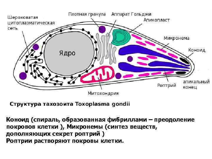 Коноид (спираль, образованная фибриллами – преодоление покровов клетки ), Микронемы (синтез веществ, дополняющих секрет