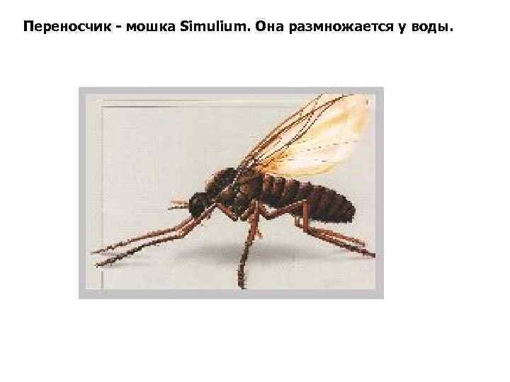 Переносчик - мошка Simulium. Она размножается у воды. 