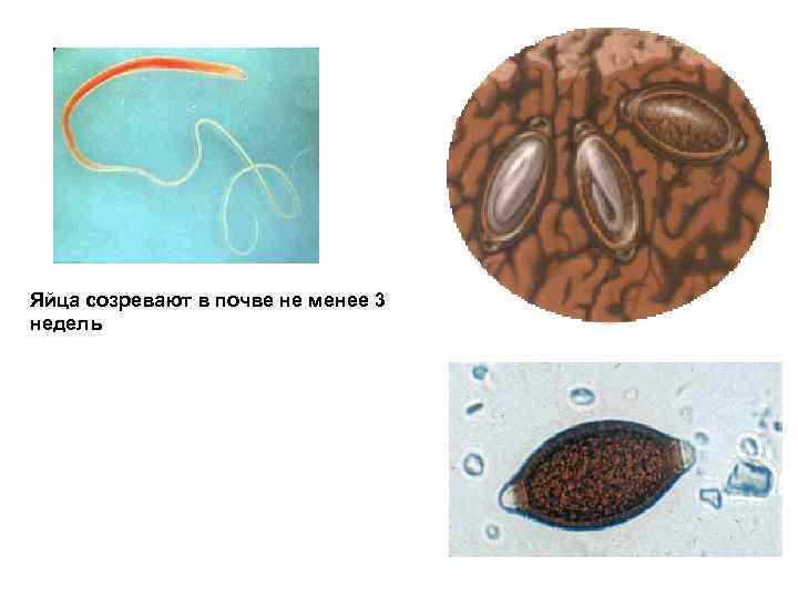 Яйца созревают в почве не менее 3 недель 