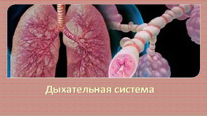 Дыхательная система 