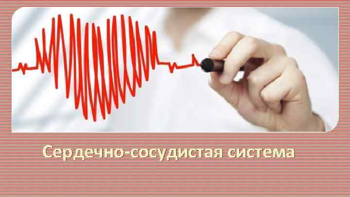 Сердечно-сосудистая система 