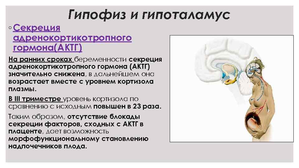 Гипофиз и гипоталамус ◦ Секреция адренокортикотропного гормона(АКТГ) На ранних сроках беременности секреция адренокортикотропного гормона