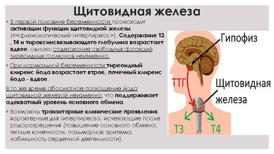 Щитовидная железа ◦ В первой половине беременности происходит активацин функции щитовидной железы (<<физиологический гипертиреоз,