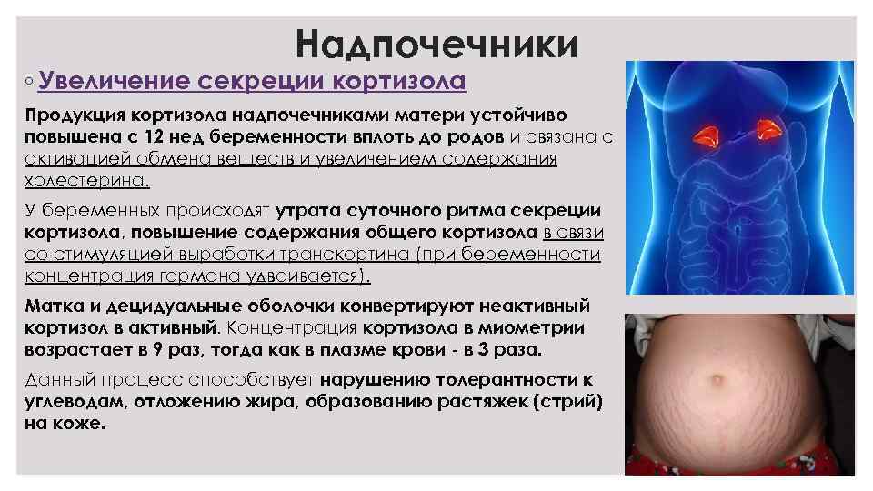 Надпочечники ◦ Увеличение секреции кортизола Продукция кортизола надпочечниками матери устойчиво повышена с 12 нед