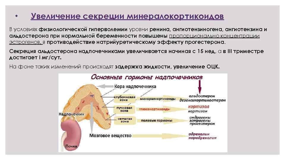 Исследование коры надпочечников