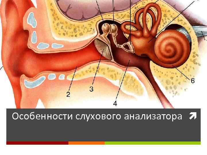 Особенности слухового анализатора 