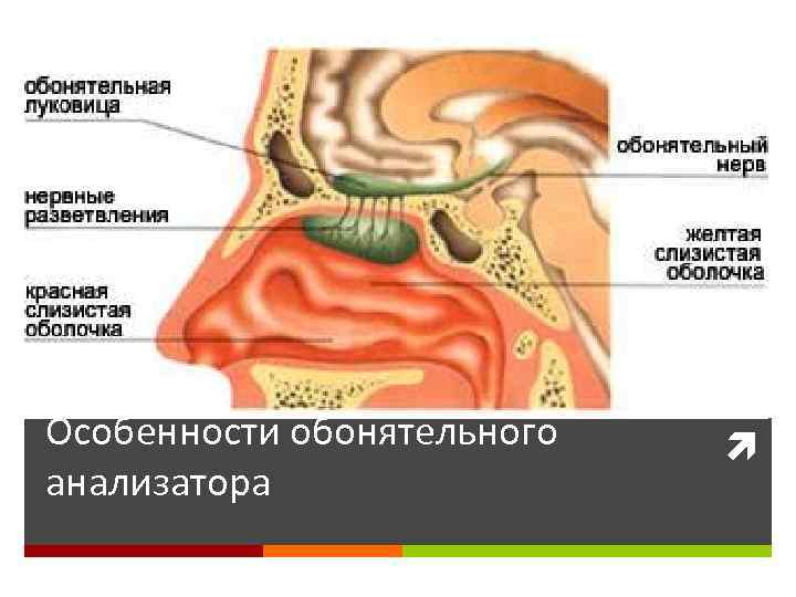 Особенности обонятельного анализатора 