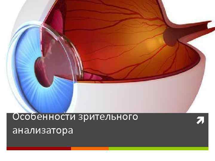 Особенности зрительного анализатора 