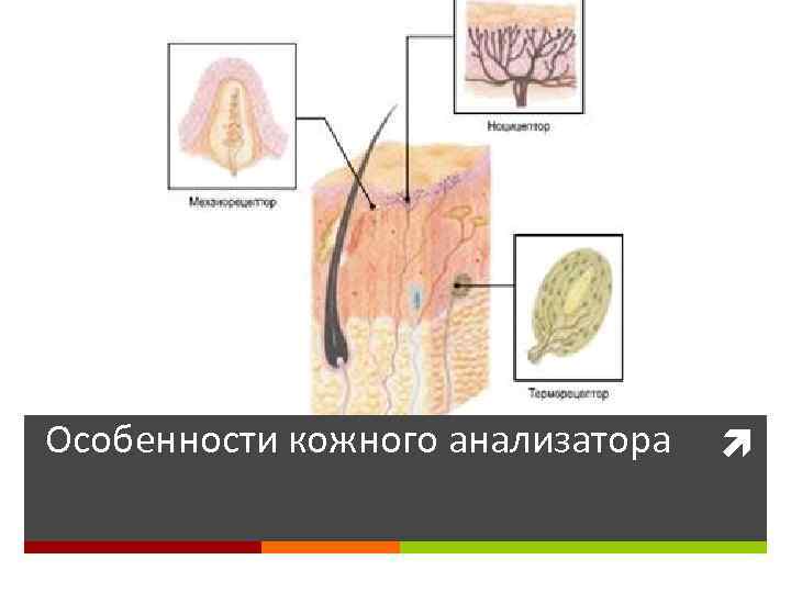 Особенности кожного анализатора 