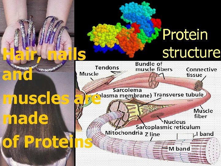 Hair, nails and muscles are made of Proteins Protein structure 