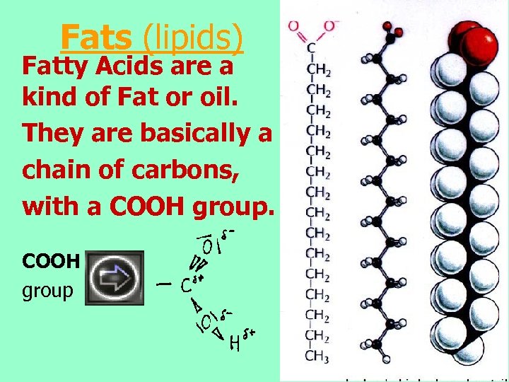 Fats (lipids) Fatty Acids are a kind of Fat or oil. They are basically