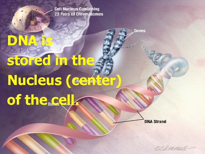 DNA is stored in the Nucleus (center) of the cell. 