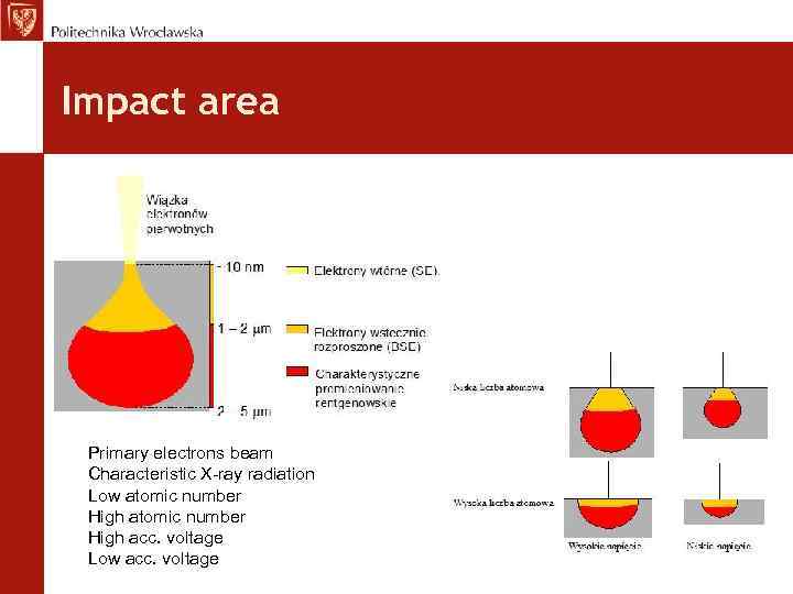 Impact area Primary electrons beam Characteristic X-ray radiation Low atomic number High acc. voltage
