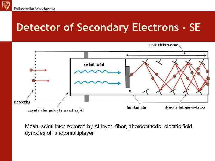Detector of Secondary Electrons - SE Mesh, scintillator covered by Al layer, fiber, photocathode,